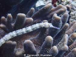 Banded Pipefish Corythoichthys intestinalis by Hansruedi Wuersten 